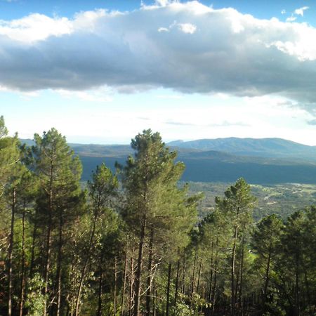 Amatalasvinas Piedralaves Luaran gambar