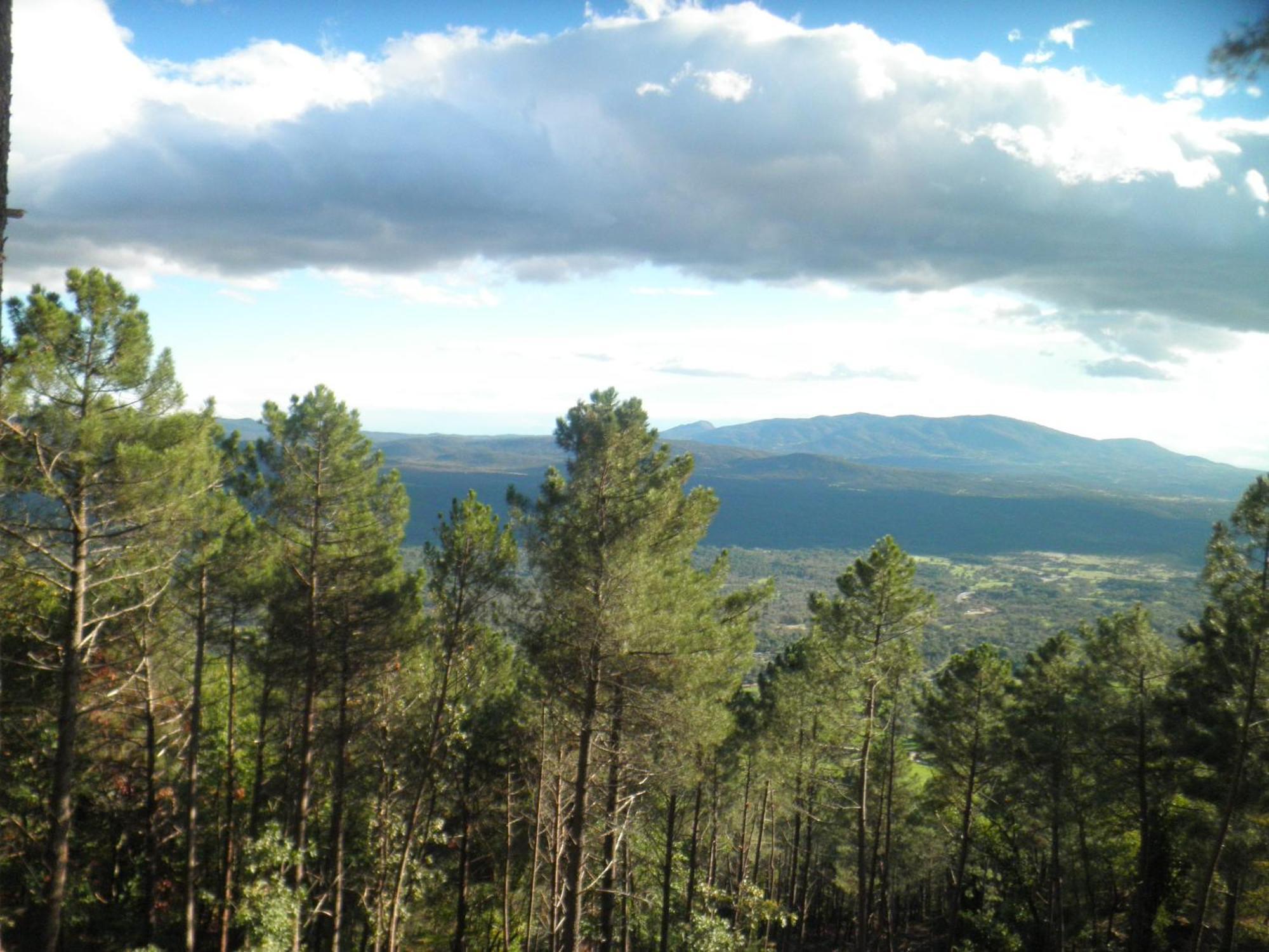 Amatalasvinas Piedralaves Luaran gambar